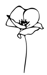Poppy flower line art - vector on a transparent background
