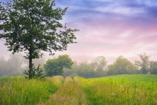 deciduous trees on the grassy field. rural landscape at dawn. foggy scenery in summer © Pellinni