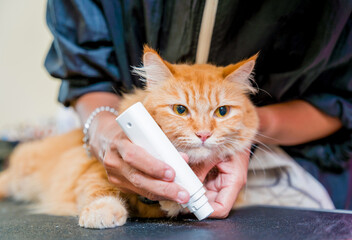 Groomer polishing claws a beautiful red cat at grooming salon