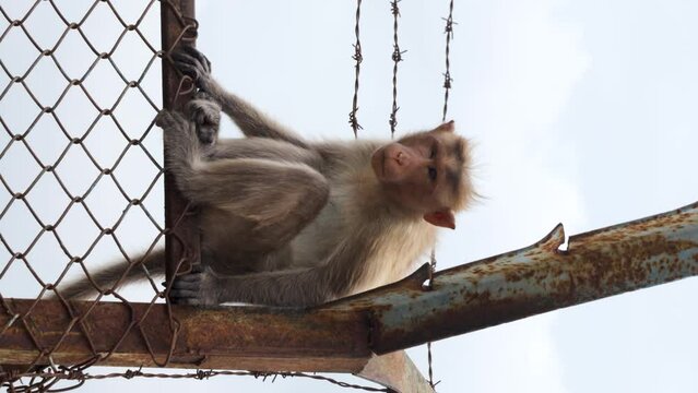 Monkey sitting alone in a fence