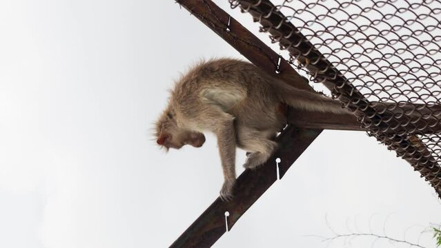 Monkey sitting alone in a fence startled by another monkey and chasing after him