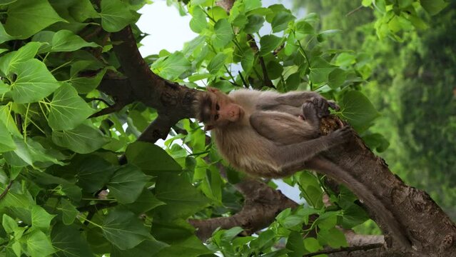 Monkey sitting alone in a tree for some time before getting up a leaving