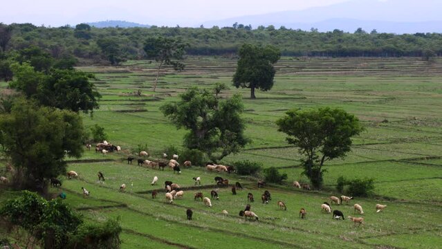 cattle heard grazing in a green valley