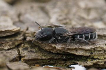 Closeup on the black and white elongated looking Osmia cephalotes mason solitary bee
