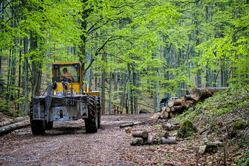 Tree logging in Polana mountains, Slovakia © vrabelpeter1
