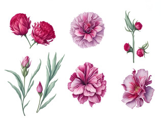set of watercolor carnation on white background, generative ai