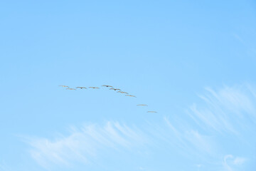 A flock of pelicans flies across the clear blue sky.