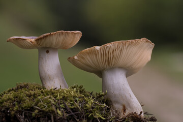 mushrooms in the grass