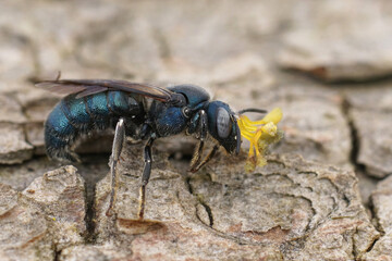 Closeup on a metallic blue male Ceratina chalcites carpenter bee, with a remnant from an Orchid glued on his head