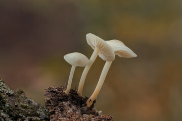 mushroom on a tree