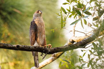 A Cooper's hawk (Accipiter cooperii) in a tree in Pinecraft Park, Sarasota, Florida