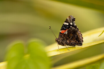 A butterfly—probably a red admiral (Vanessa atalanta)—with its wings closed in Sarasota, Florida. Species ID is tentative. 