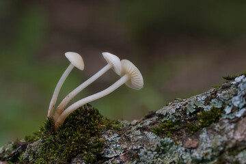 mushrooms growing on a tree