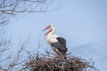 Two White Storks standing synchronously in their nest