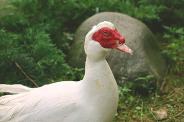 White duck is on green grass.
