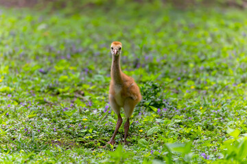 The sandhill crane (Antigone canadensis)  young in the state park.