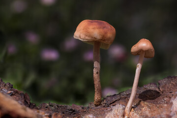mushroom in the forest
