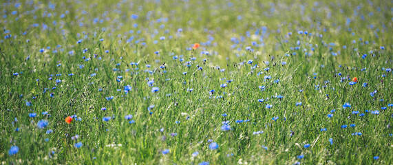 Impressionen einer sommerlichen Wiese, Sommerwiese, Blumenwiese mit vielen blauen Blumen,...