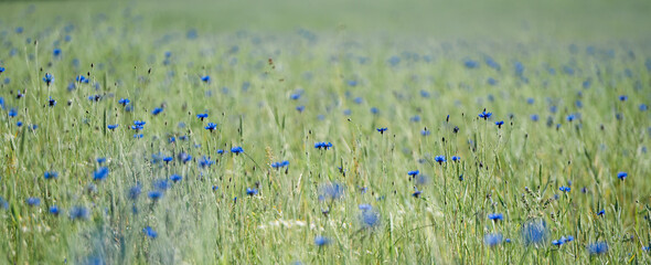 Impressionen einer sommerlichen Wiese, Sommerwiese, Blumenwiese mit vielen blauen Blumen,...