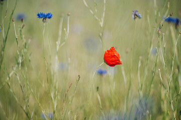 Fototapeta premium Impressionen einer sommerlichen Wiese, Sommerwiese, Blumenwiese mit vielen blauen Blumen, Kornblumen, Mohn, Klatschmohn, Centaurea cyanus. Selektive Schärfe liegt auf einzelnen Kornblumen