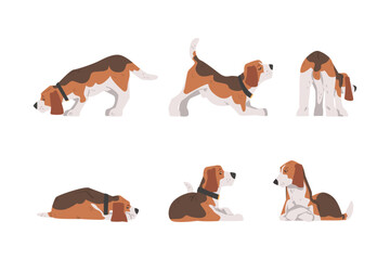 Beagle Dog as Scent Hound Breed with Brown Marking and Large Long Ears Vector Set