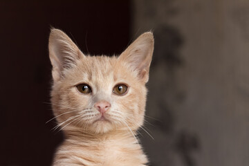 Obraz premium Portrait of a red cat looking at the lens.