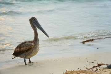 A pelican on a sandy beach close to a blurred sea in the background.