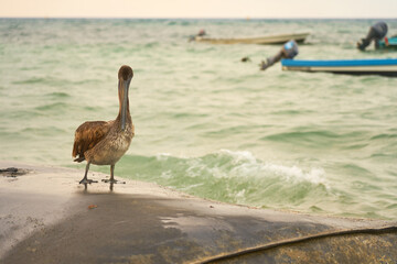 A pelican on a pier close to a blurred sea in the background.