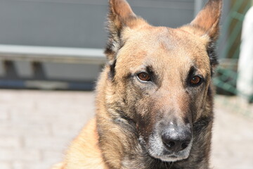 Pastor Belga Malinois
