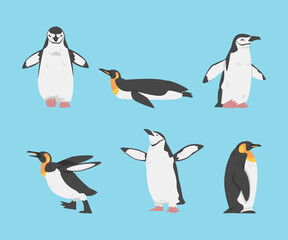 Obraz premium Penguin as Aquatic Flightless Bird with Flippers for Swimming Vector Set