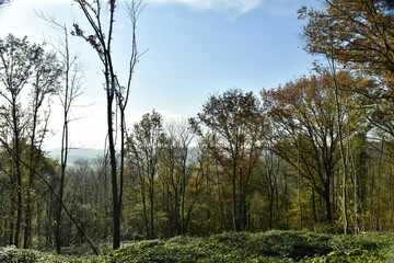 Obraz premium La forêt de Rouilon en automne sur les pente des collines dominant la vallée de la Meuse à Annevoie au sud de Namur