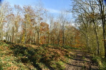 La forêt de Rouilon en automne sur les pente des collines dominant la vallée de la Meuse à Annevoie au sud de Namur