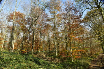 La forêt de Rouilon en automne sur les pente des collines dominant la vallée de la Meuse à Annevoie au sud de Namur