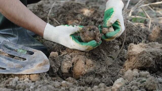 Farmer dug rotten potatoes out of ground. Unrecognizable man in gardening gloves examines spoiled vegetable, close-up. Concept of poor quality care in farming, agricultural diseases and problems.