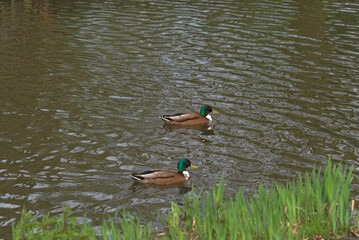 ducks swimming in the pond