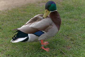 close - up of a mallard duck in the park (ver. 2)