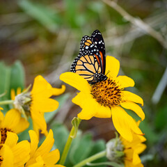 Yellow butterfly on yellow flowers in spring