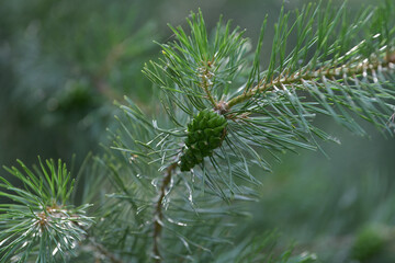 pine branch with cones