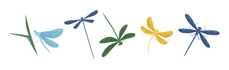 Various Colorful Dragonflies Flying with Long Wings Vector Set