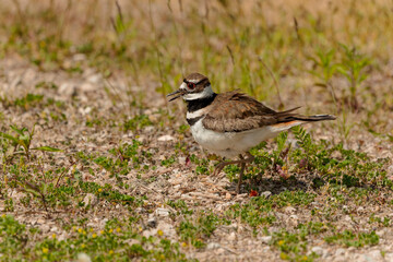 The killdeer (Charadrius vociferus), in very hot weather, the female does not sit, but stands over the eggs and creates a shadow for them