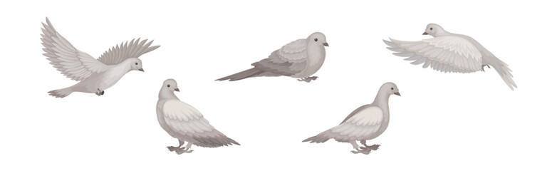 White Dove or Pigeon Bird with Wings Flying Vector Set