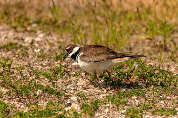   The killdeer (Charadrius vociferus), in very hot weather, the female does not sit, but stands over the eggs and creates a shadow for them