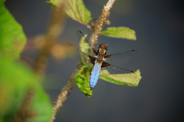 A flat-bodied dragonfly (Libellula depressa) in the Schwemm nature reserve in Tyrol - Austria