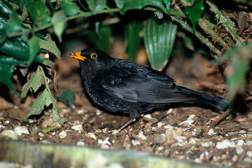 Merle noir,.Turdus merula, Common Blackbird