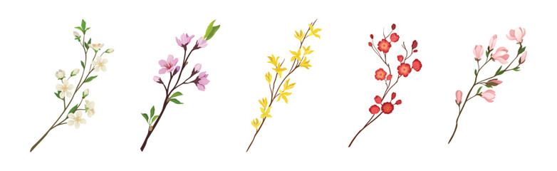 Flower Twig and Branch with Tender Blooming Flora Vector Set