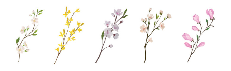 Fototapeta na wymiar Flower Twig and Branch with Tender Blooming Flora Vector Set