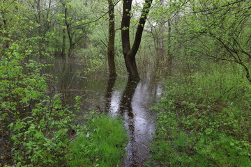 Flooded forest, summer sunny day, rainy park atmosphere 