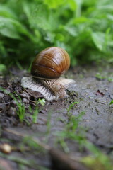 Roman snail in the forest on the road, summer rainy woods	