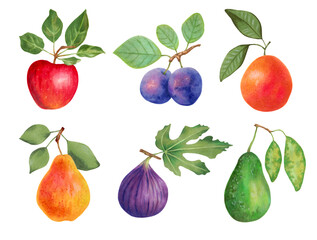 Fruit set.Apple, plums, grapefruit, pear, figs, avocado. Fresh food, healthy food concept.All elements are isolated and editable. Hand-drawn illustration with markers and watercolor.