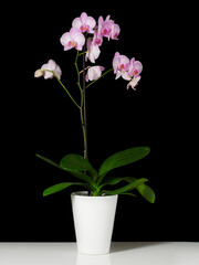 Moth orchid (Phalaenopsis) whole plant with pinkish white flowers in white flowerpot on white table with black background